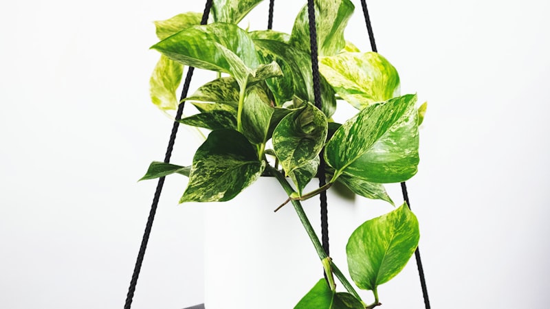 2026世界杯主办城市体育场内部全景照片